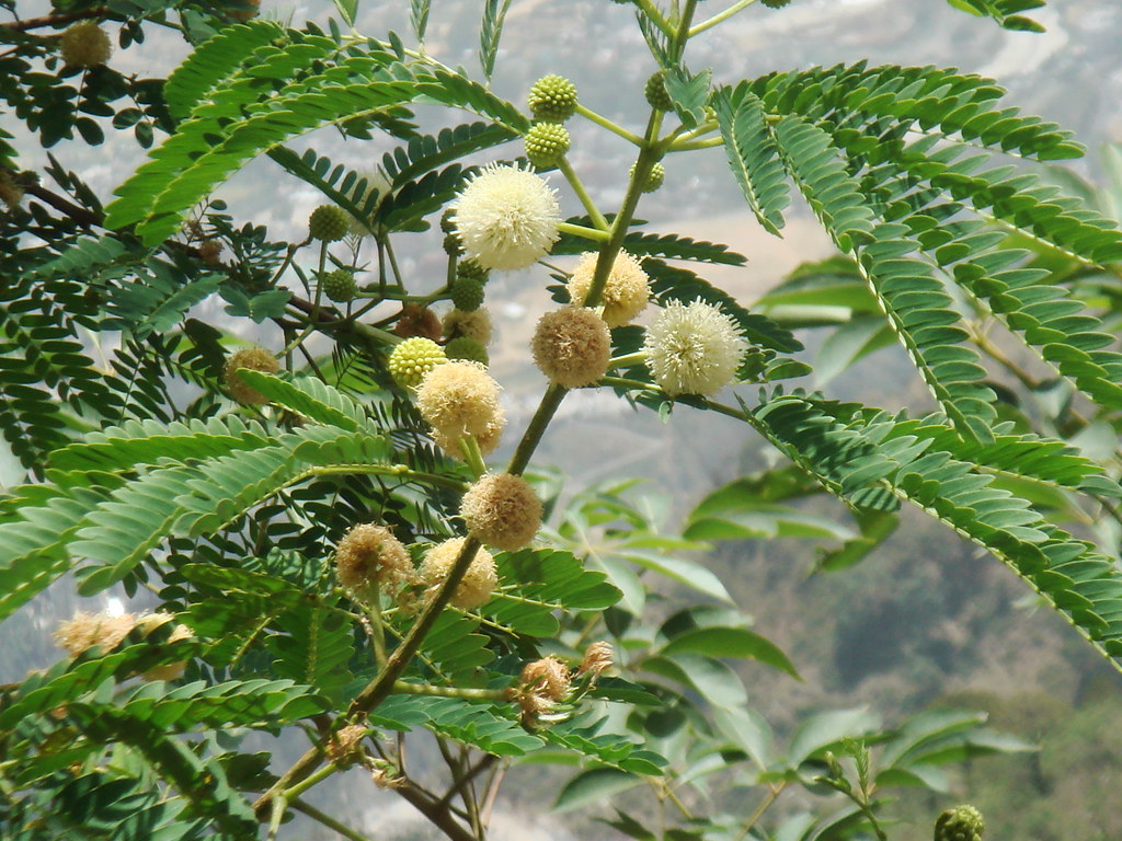 Acacia pennata